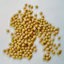 О качестве курской сои урожая 2023 рассказали специалисты ФГБУ «Центр оценки качества зерна»
